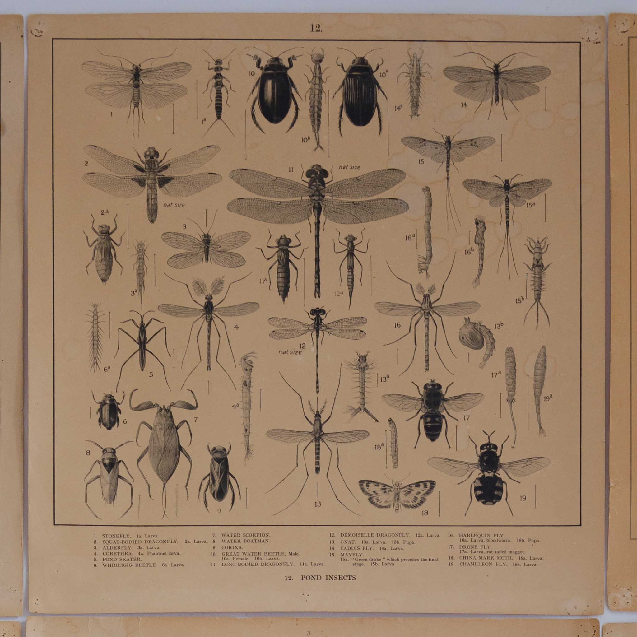Original 1920-1930 Lithographs of Insects by F.W Frohawk