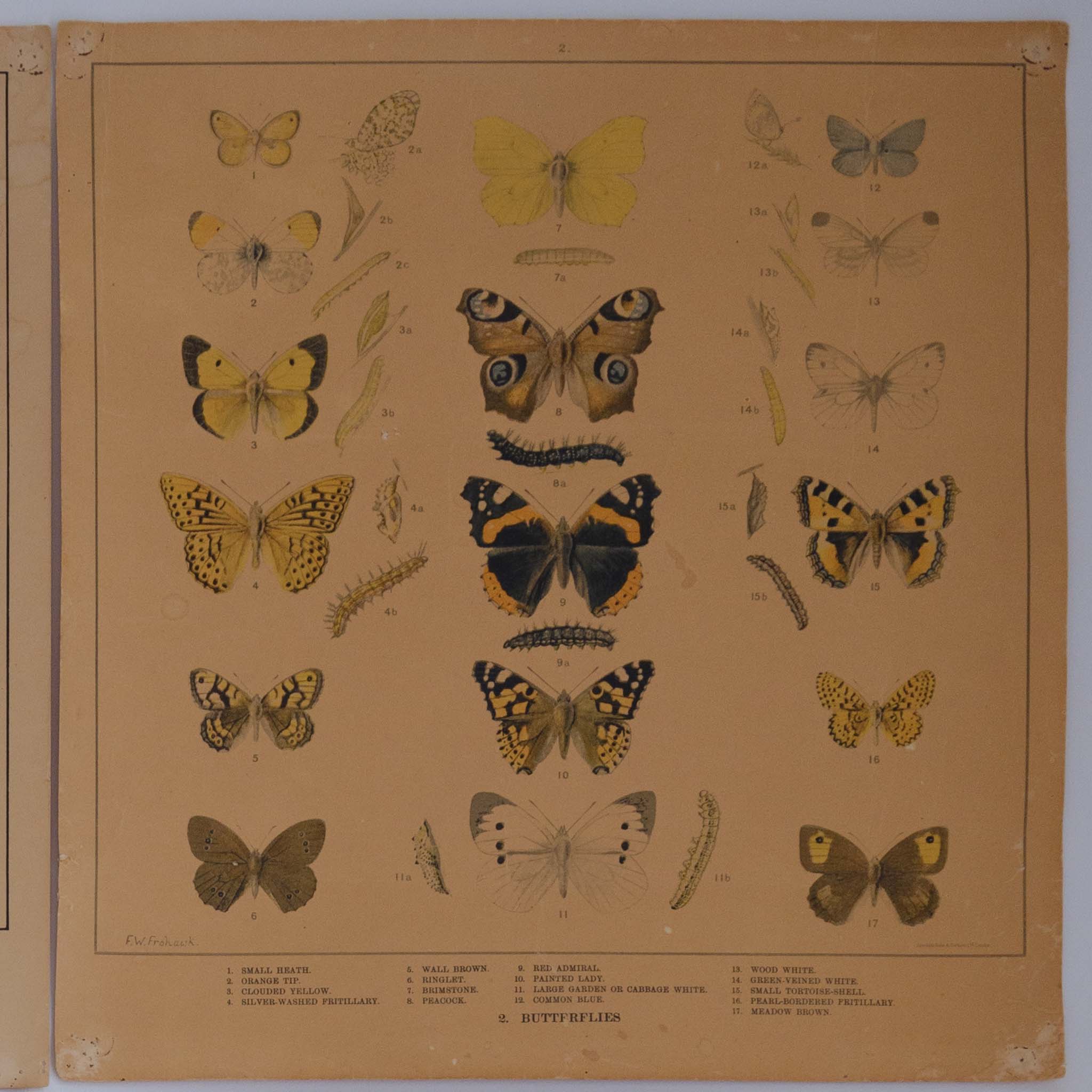 Original 1920-1930 Lithographs of Insects by F.W Frohawk