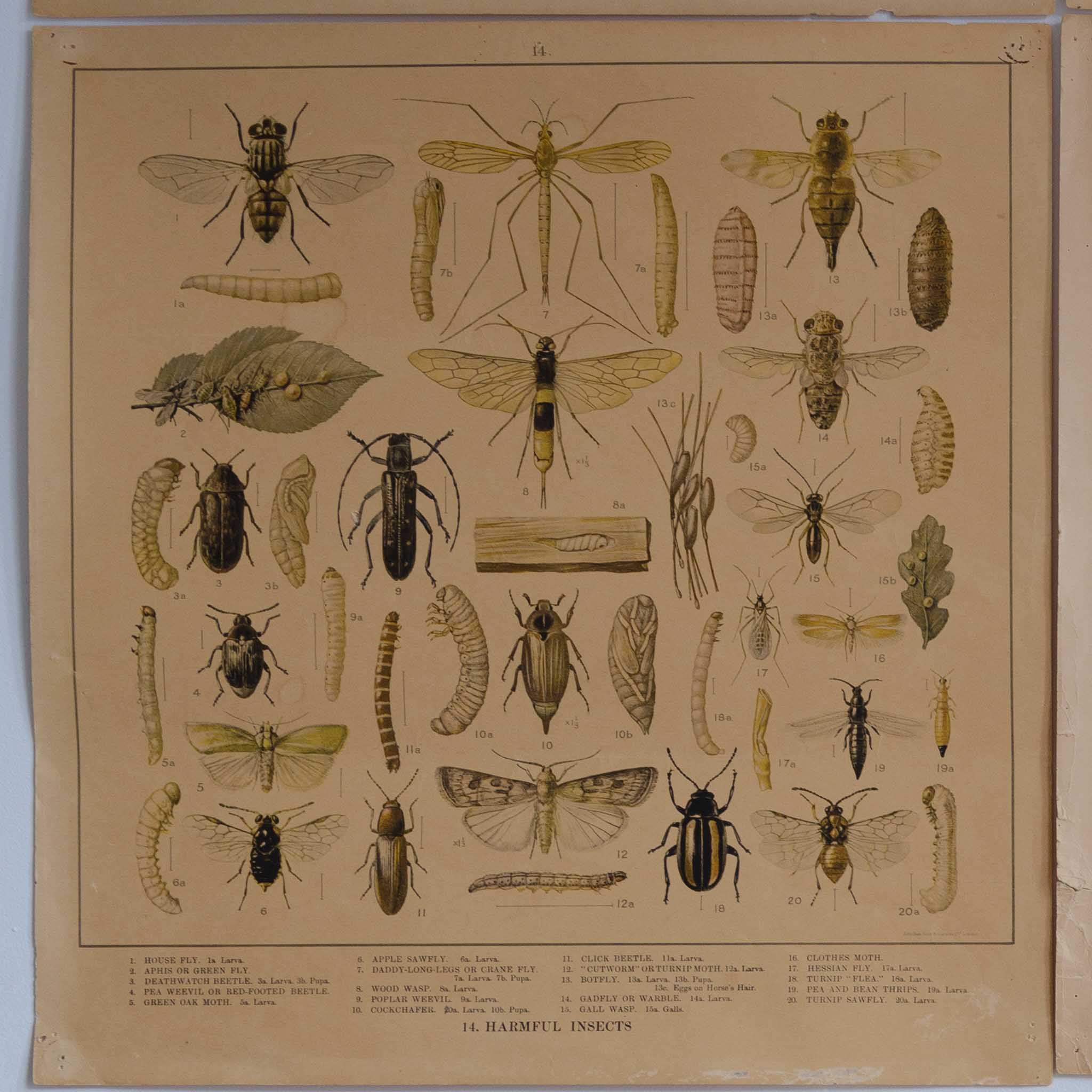 Original 1920-1930 Lithographs of Insects by F.W Frohawk