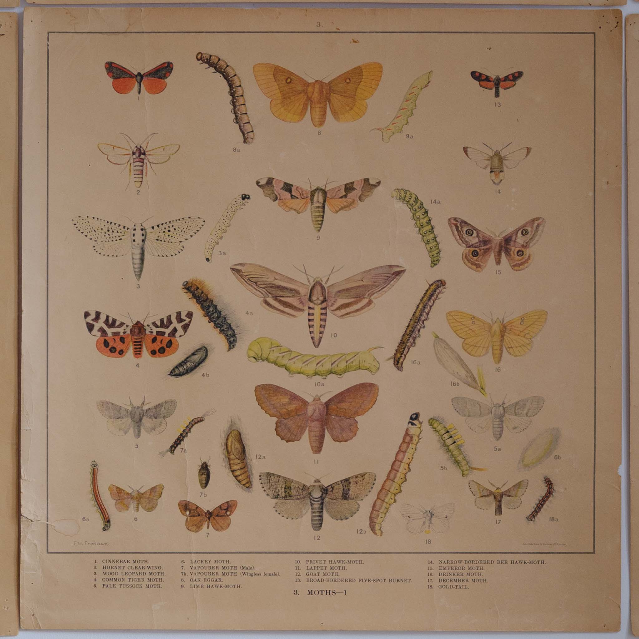 Original 1920-1930 Lithographs of Insects by F.W Frohawk