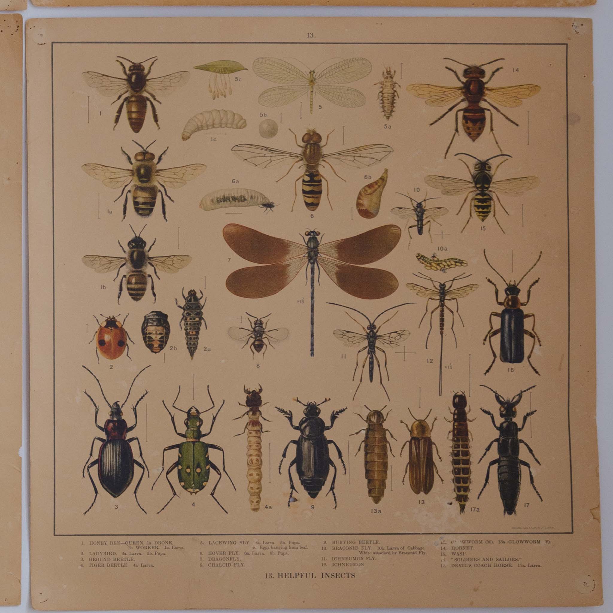 Original 1920-1930 Lithographs of Insects by F.W Frohawk
