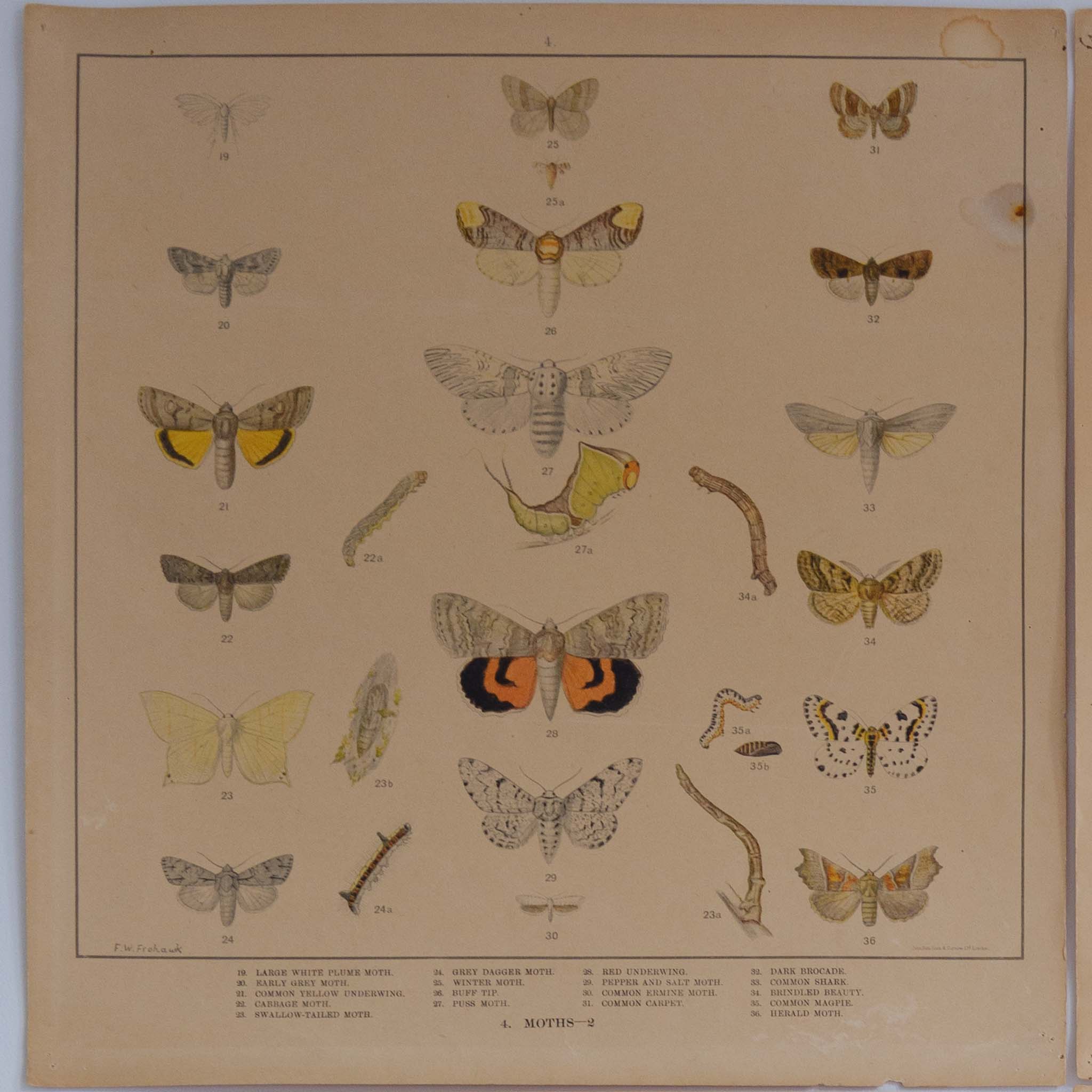 Original 1920-1930 Lithographs of Insects by F.W Frohawk