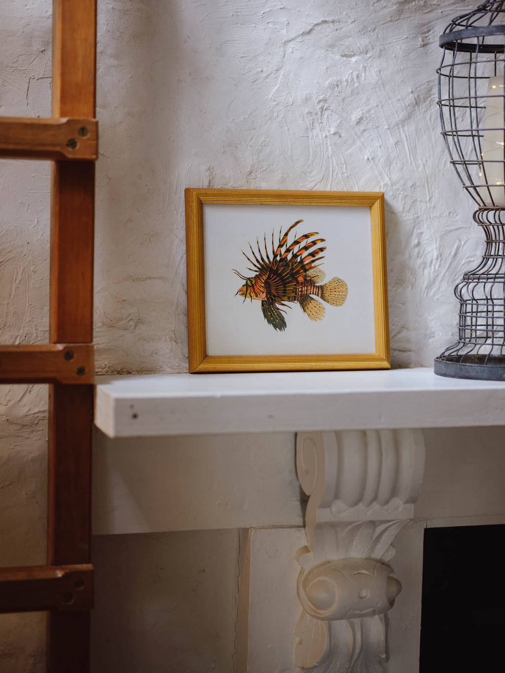 Framed Natural History Print: Scorpaena Volitans (Lionfish) by J.W. Bennett