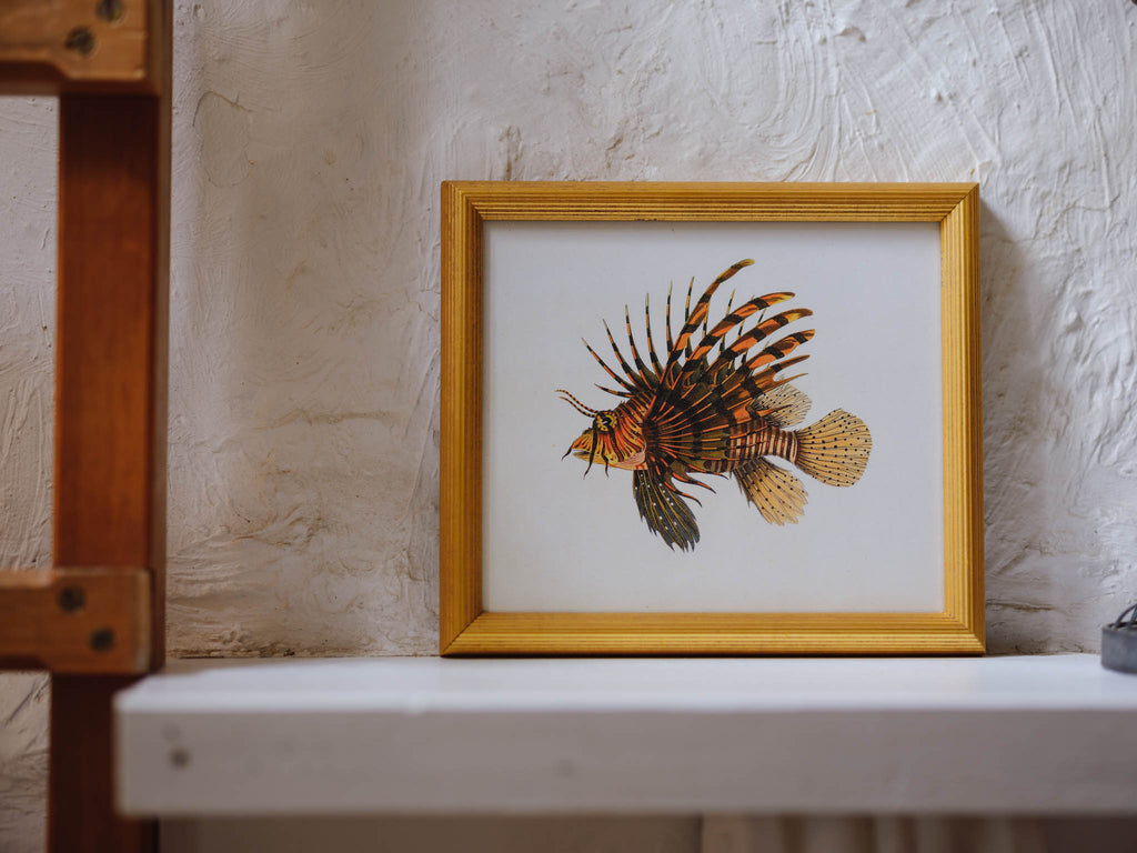 Framed Natural History Print: Scorpaena Volitans (Lionfish) by J.W. Bennett