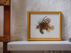 Framed Natural History Print: Scorpaena Volitans (Lionfish) by J.W. Bennett