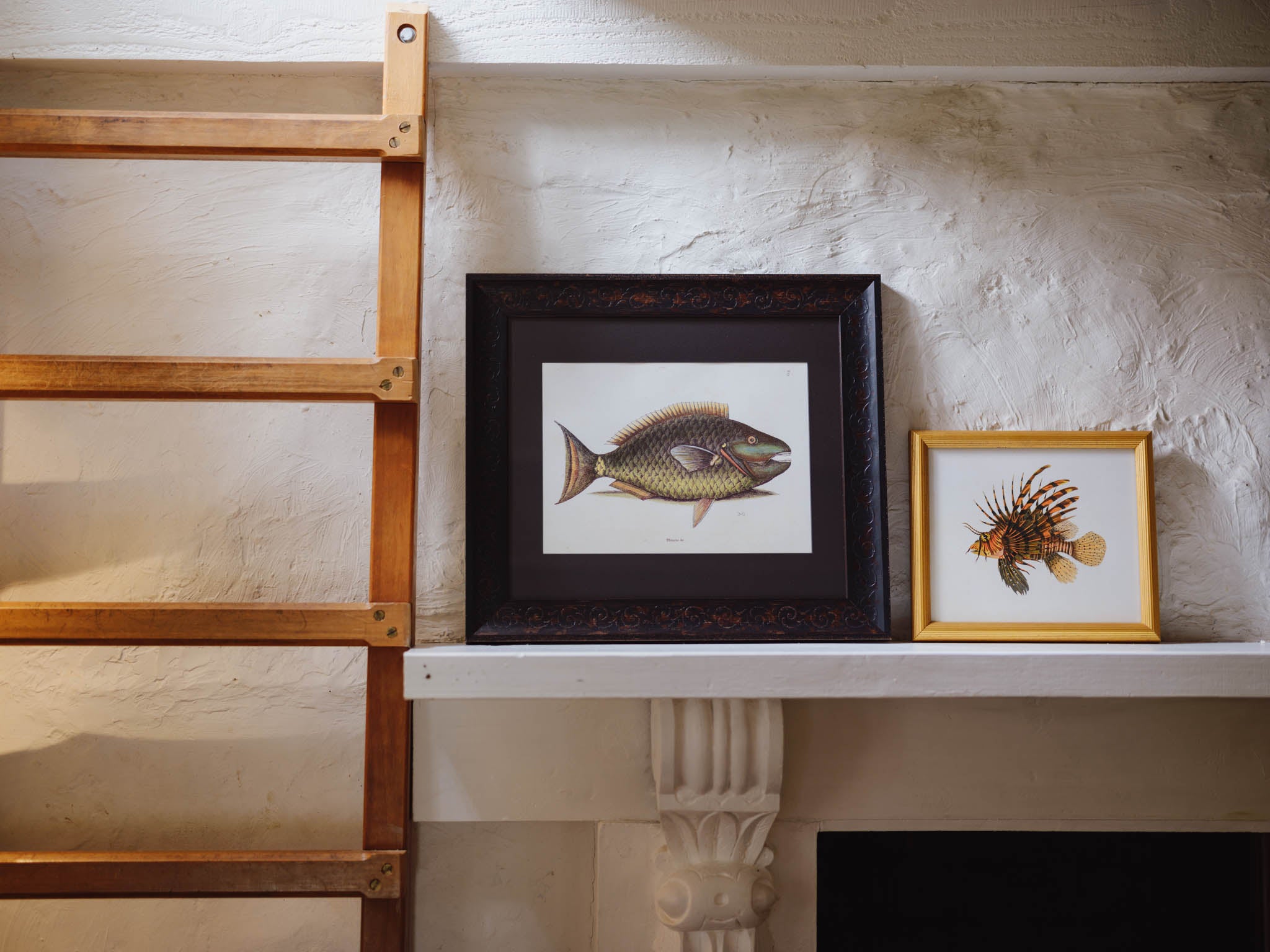 Framed Natural History Print: Scorpaena Volitans (Lionfish) by J.W. Bennett