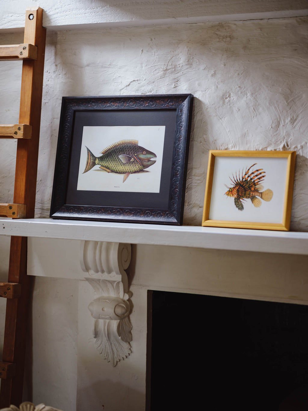 Framed Natural History Print: Scorpaena Volitans (Lionfish) by J.W. Bennett
