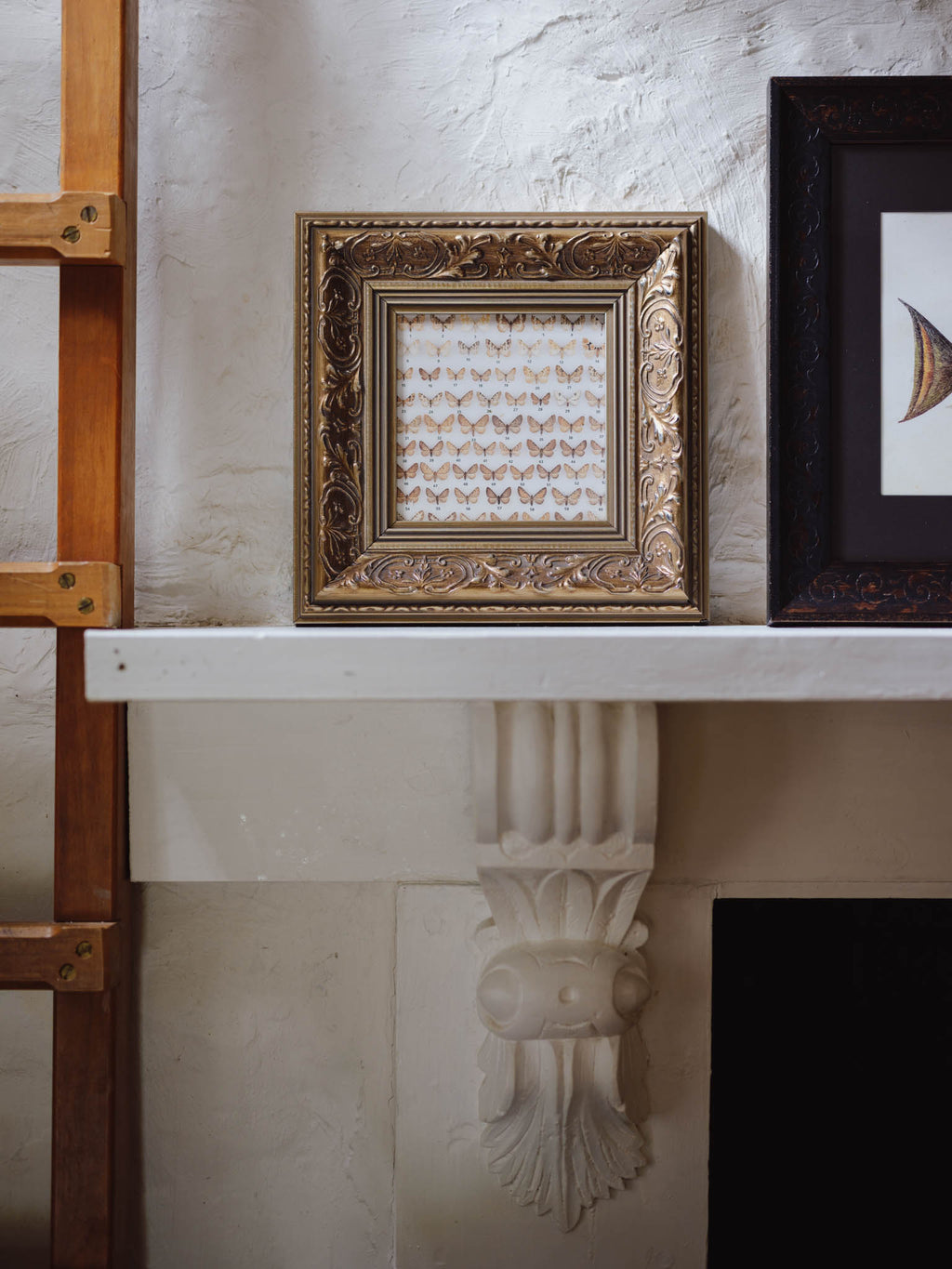 Framed Vintage Natural History Print: Moths (Ornate Silver & Gold Frame)