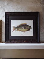 Framed Natural History Print: The Parrot Fish by Mark Catesby