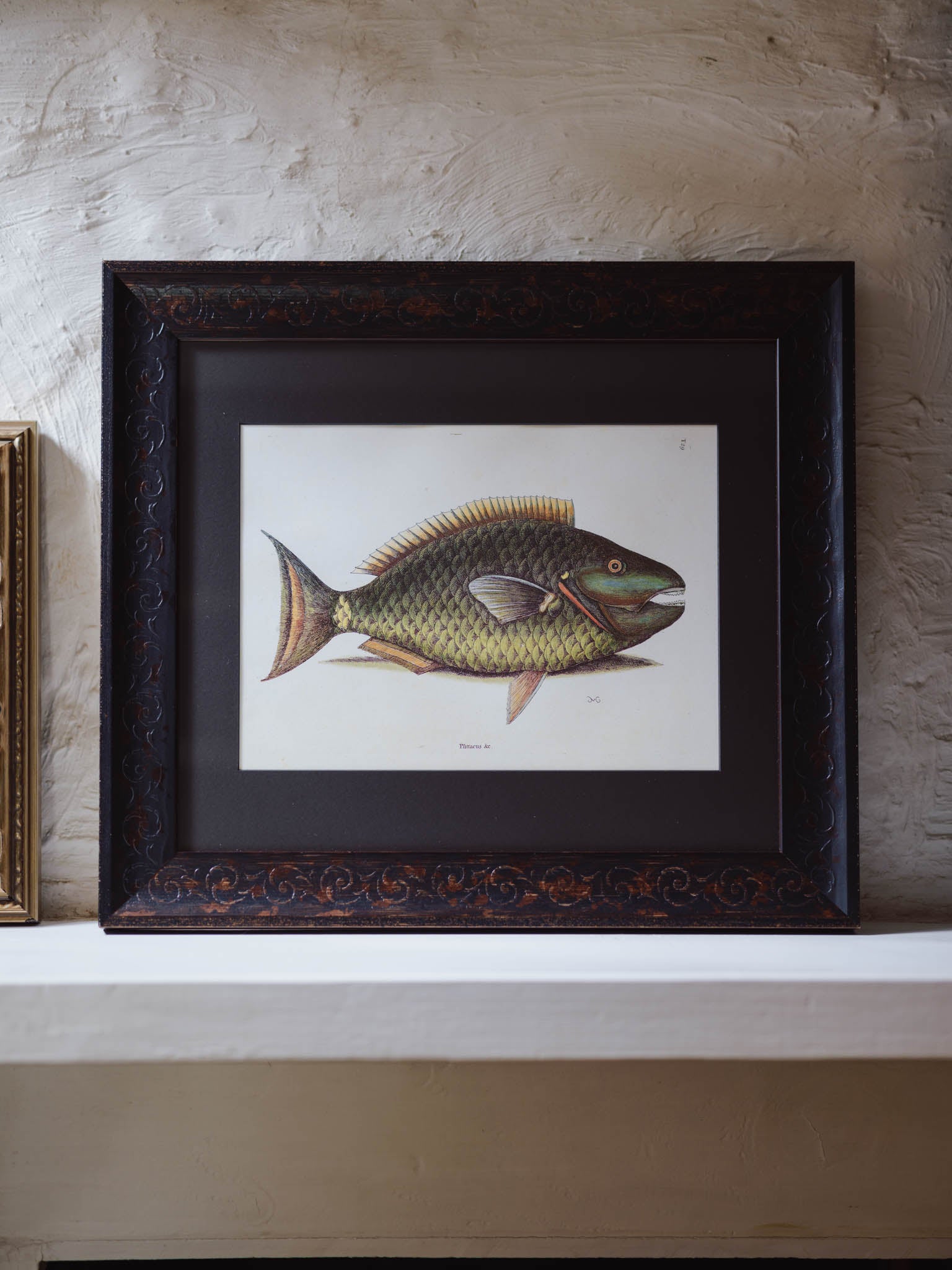 Framed Natural History Print: The Parrot Fish by Mark Catesby