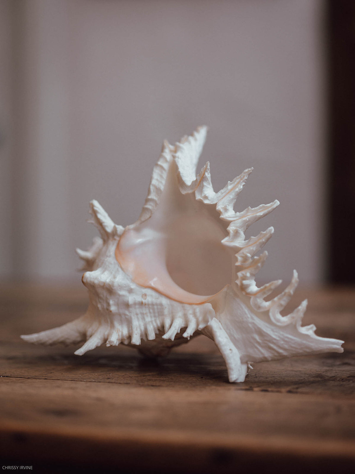 Mulex Shell Large Spiny Murex Shell | Natural Decorative Shell | The Workers ...