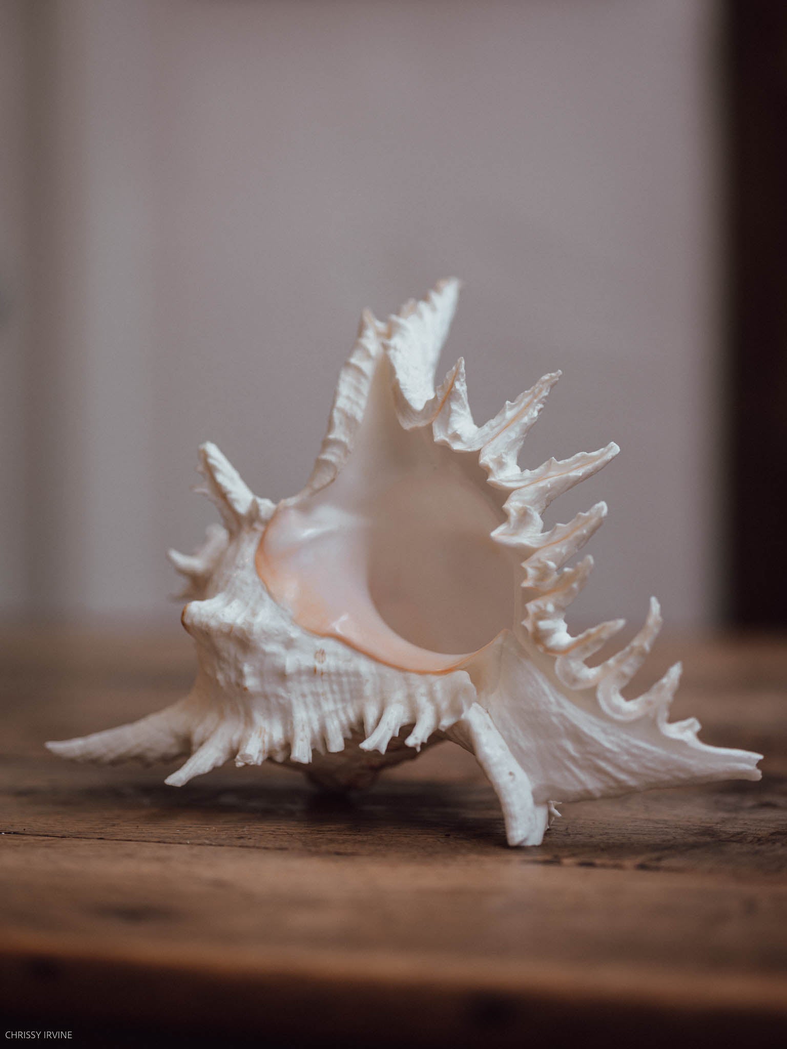 Large Spiny Murex Shell
