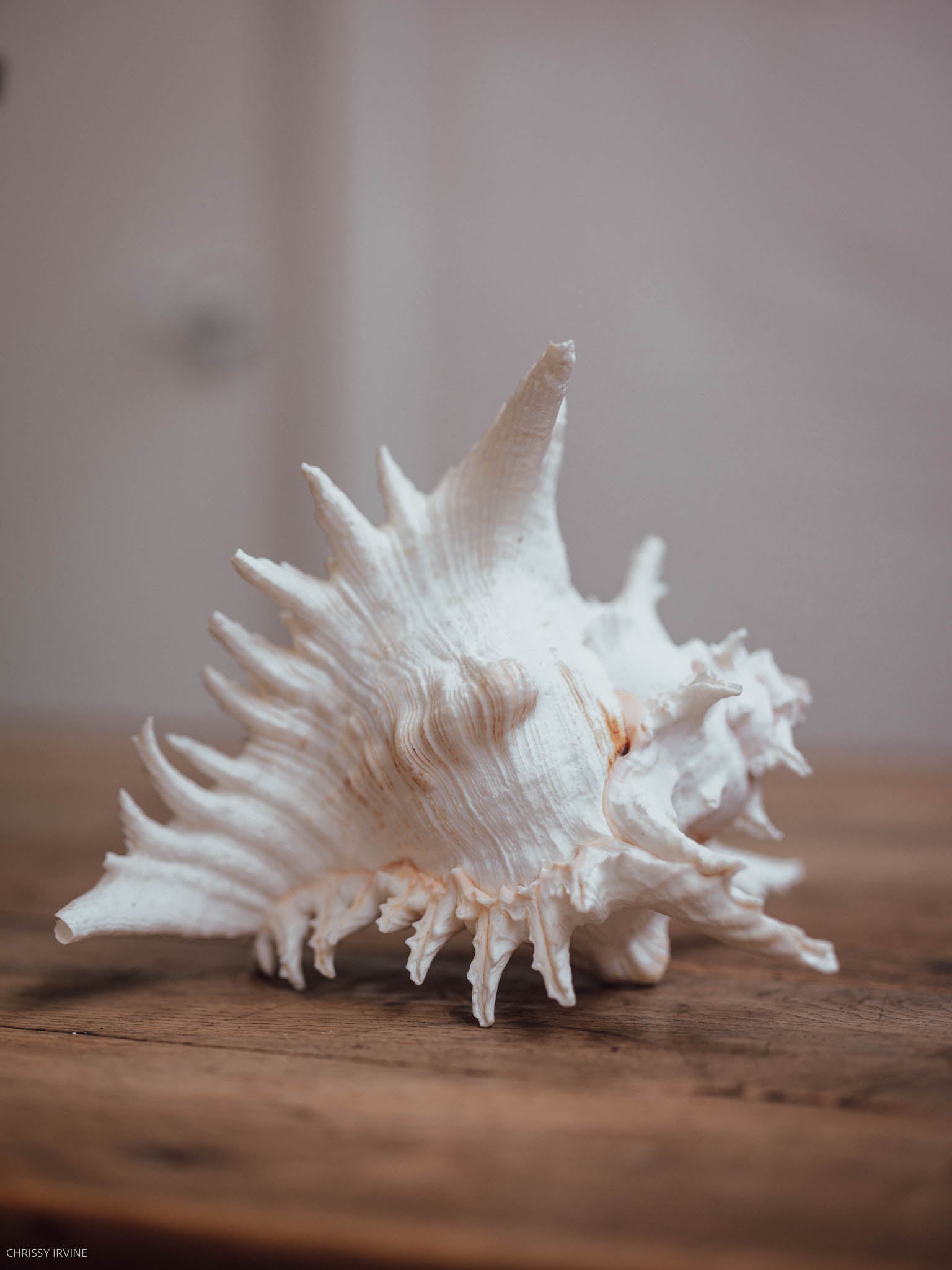Large Spiny Murex Shell