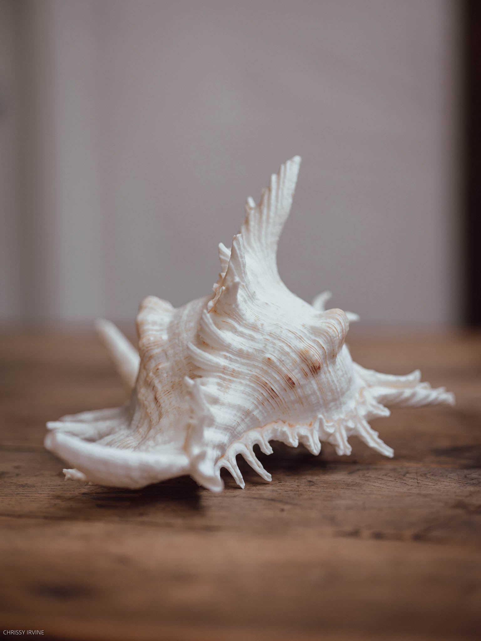 Large Spiny Murex Shell