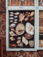 Collection of seashells in a shadow box on a patterned rug