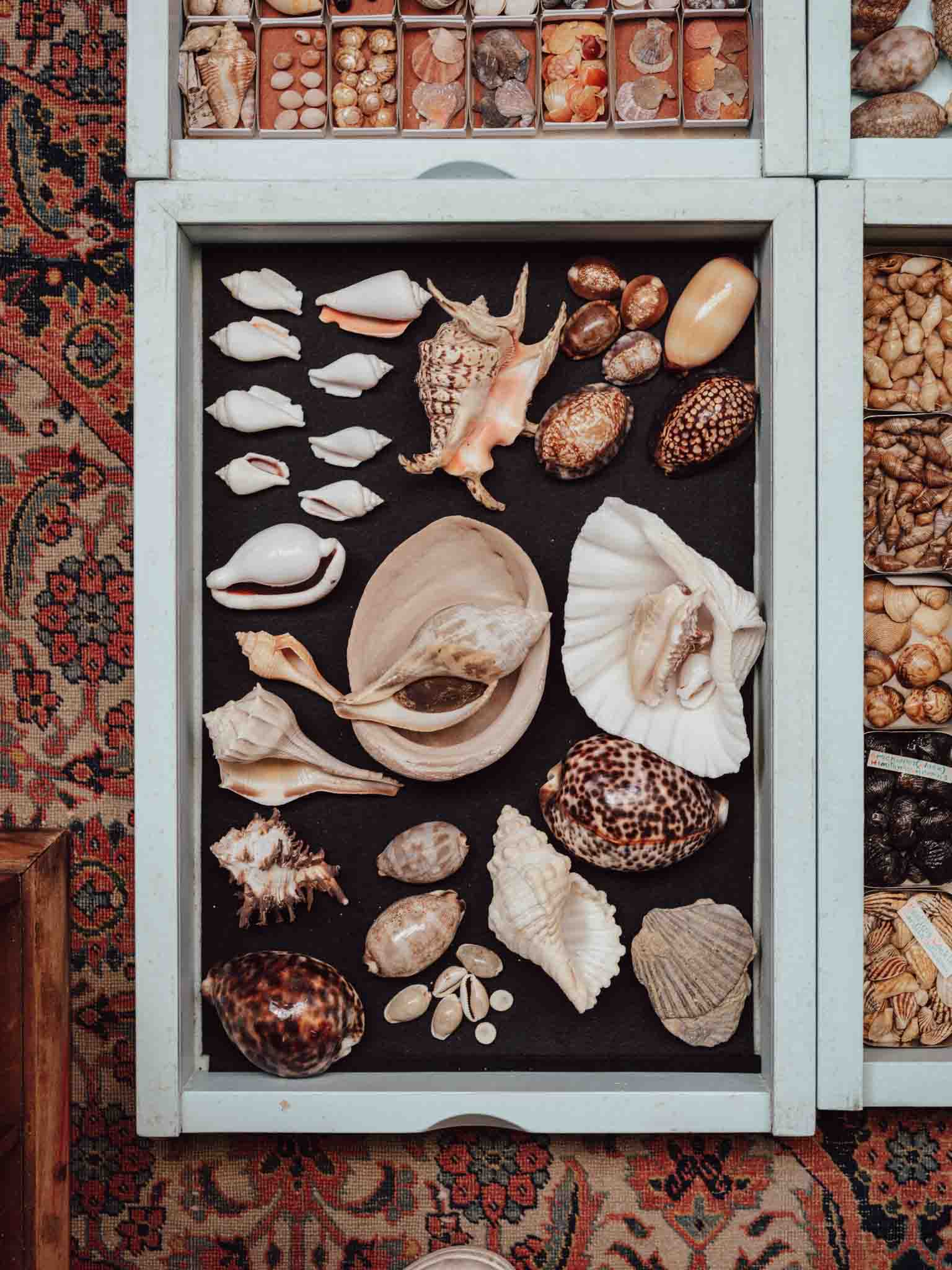 Collection of seashells in a shadow box on a patterned rug