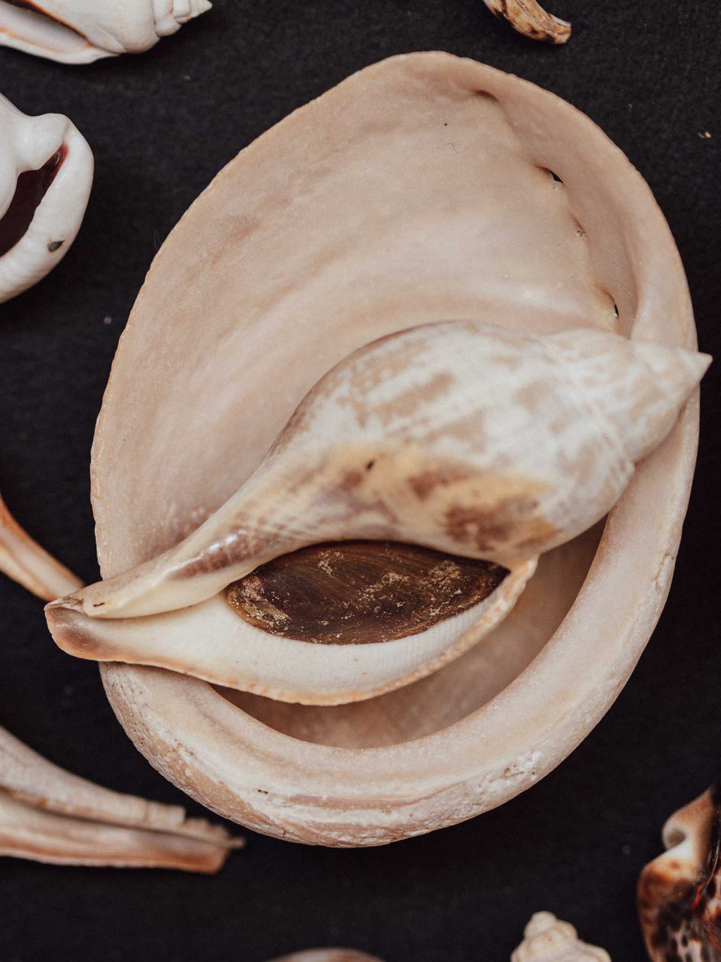 Close-up of a large shell with smaller shells around it on a dark surface