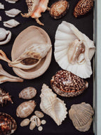 Collection of various shells on a dark surface