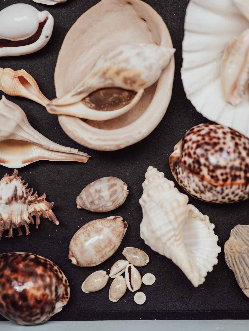 Collection of various seashells on a dark surface