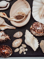 Collection of various seashells on a dark surface