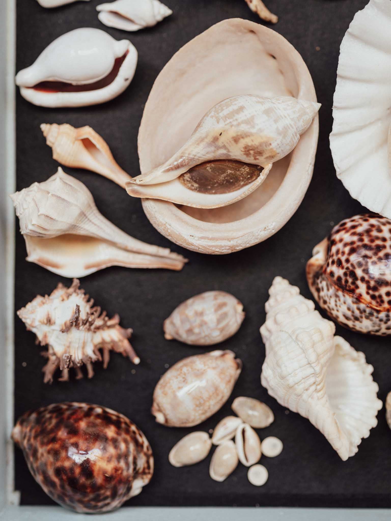 Collection of various seashells on a dark surface