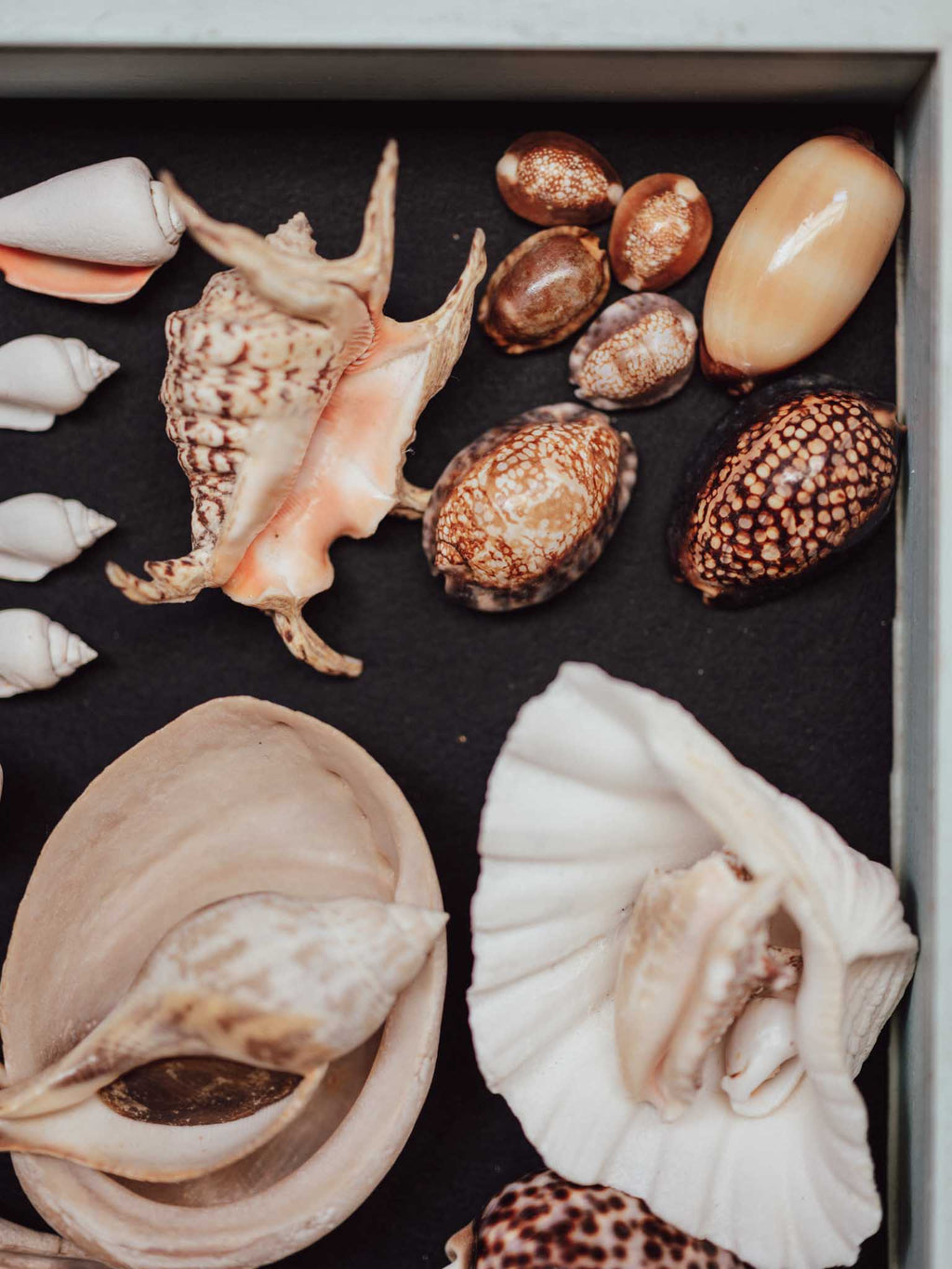 Collection of various shells on a dark surface