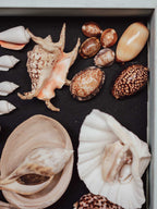 Collection of various shells on a dark surface