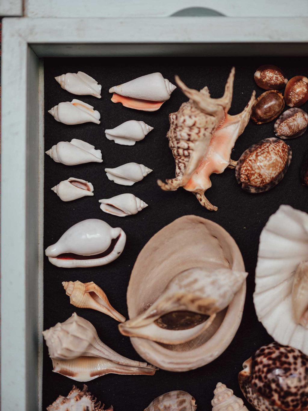 Collection of various shells and stones arranged on a dark surface with a light frame.