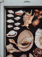 Collection of various shells and stones arranged on a dark surface with a light frame.