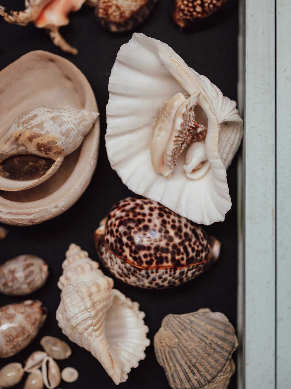 Collection of various seashells on a dark surface