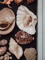 Collection of various seashells on a dark surface