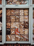 Vintage Shell Collection in Vintage Tins with Handwritten Notes