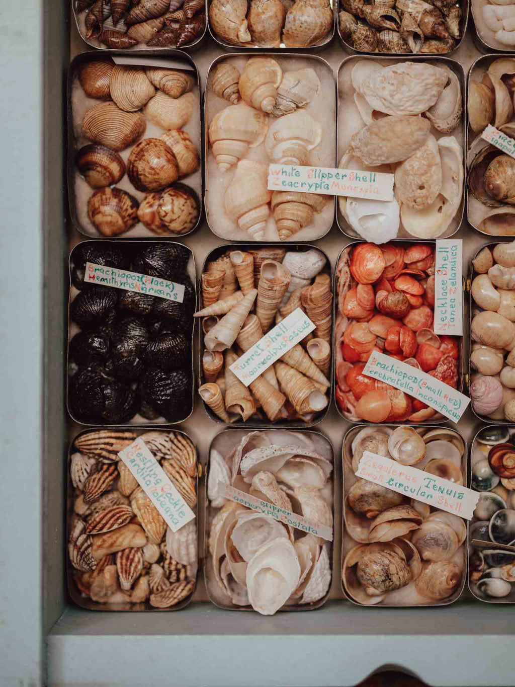 Vintage Shell Collection in Vintage Tins with Handwritten Notes