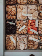 Vintage Shell Collection in Vintage Tins with Handwritten Notes