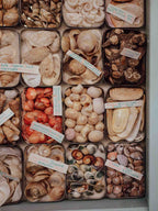 Vintage Shell Collection in Vintage Tins with Handwritten Notes