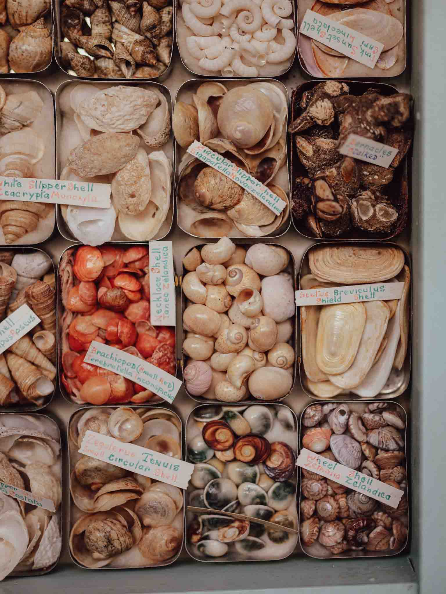 Vintage Shell Collection in Vintage Tins with Handwritten Notes