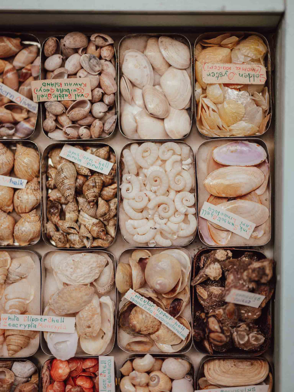 Vintage Shell Collection in Vintage Tins with Handwritten Notes