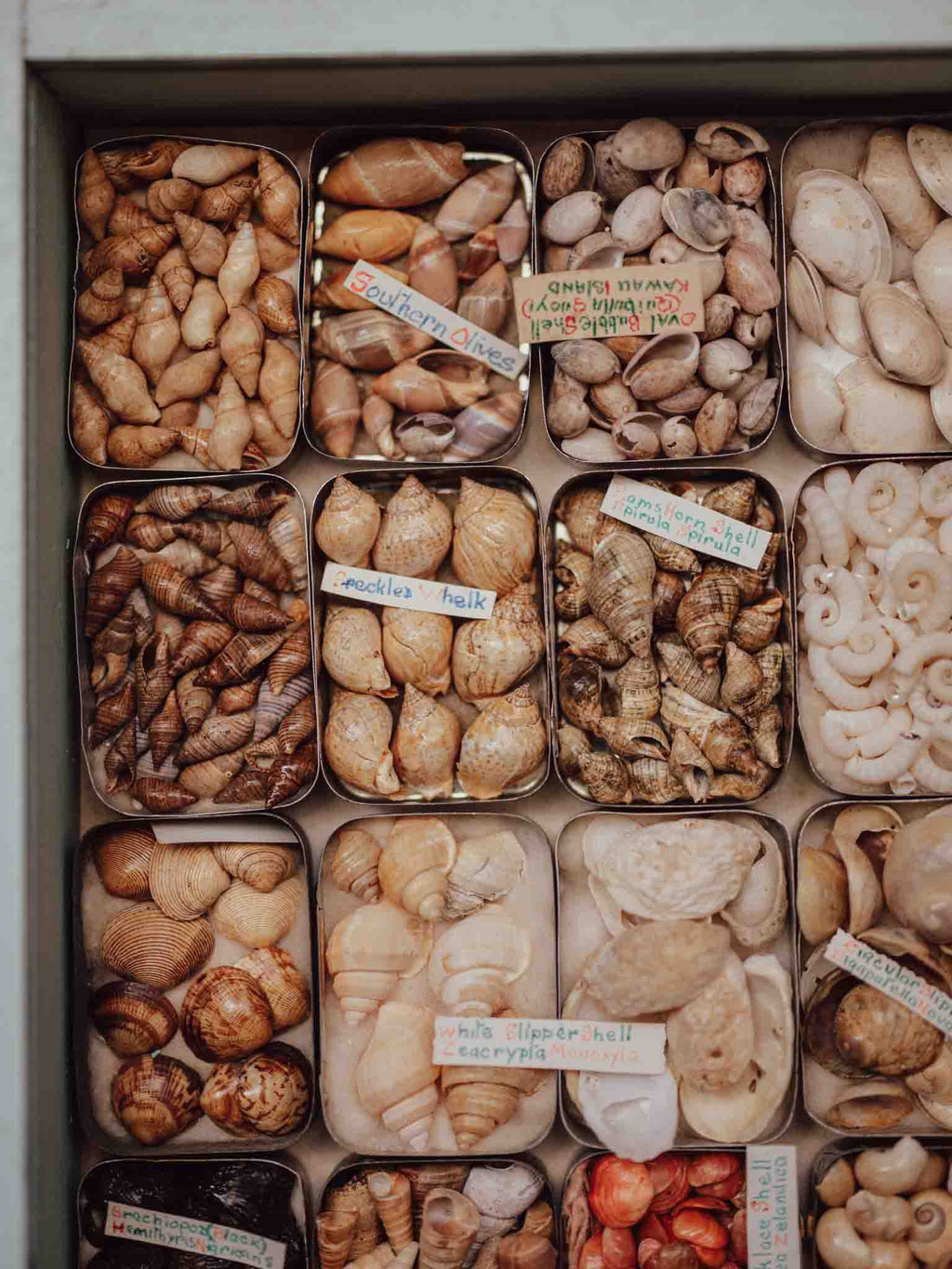 Vintage Shell Collection in Vintage Tins with Handwritten Notes