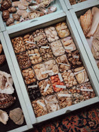 Vintage Shell Collection in Vintage Tins with Handwritten Notes