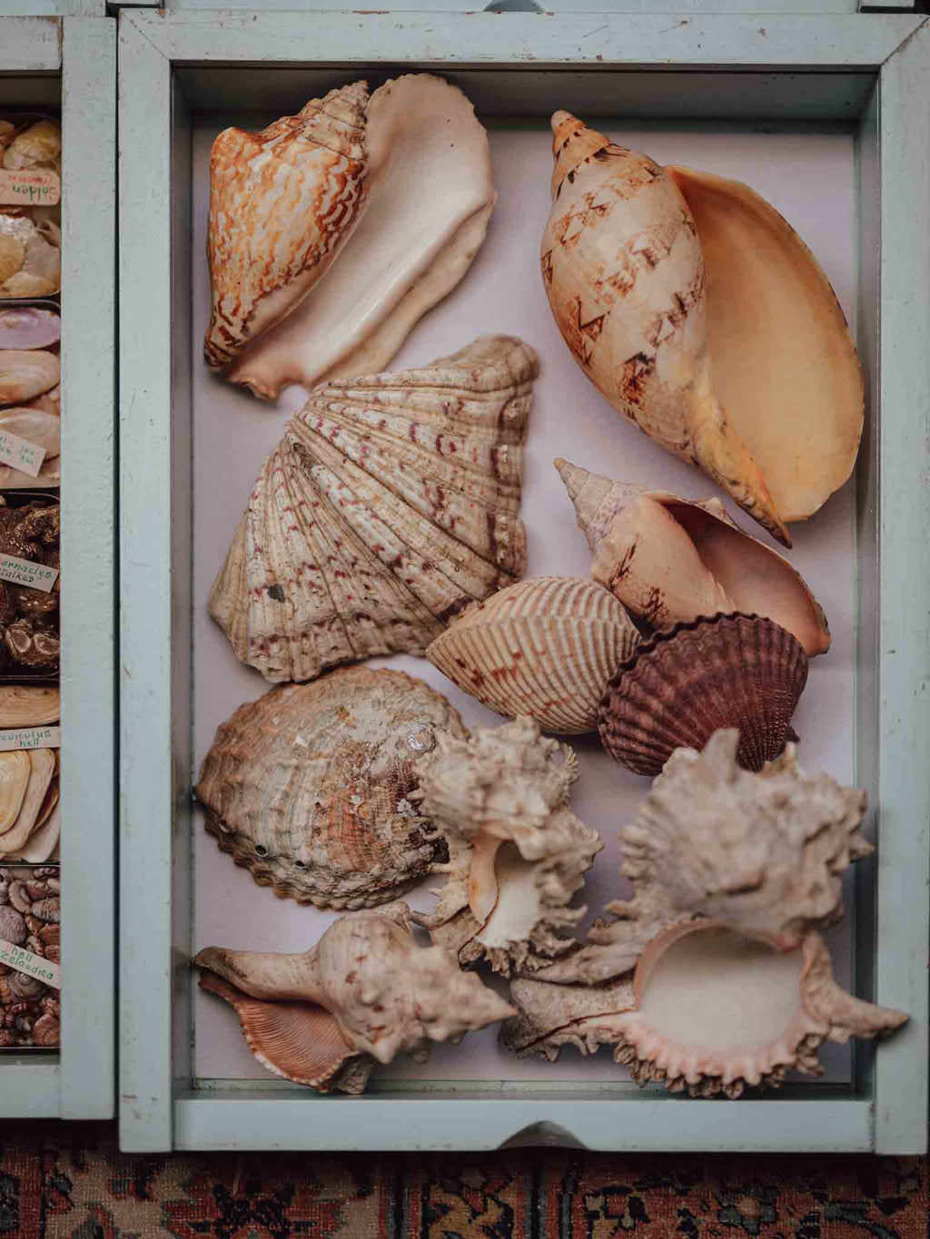 Large Tropical Shells - Sold Individually