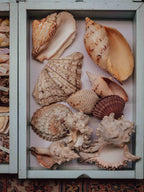 Large Tropical Shells - Sold Individually