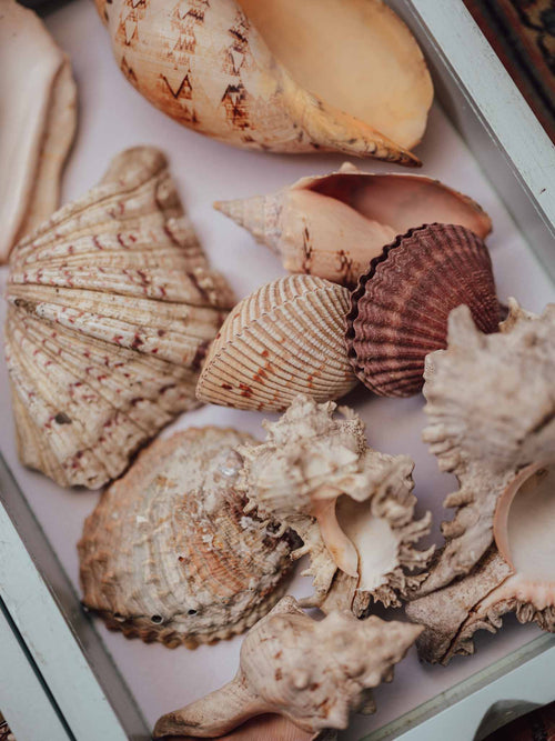 Large Tropical Shells - Sold Individually