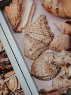 Large Tropical Shells - Sold Individually