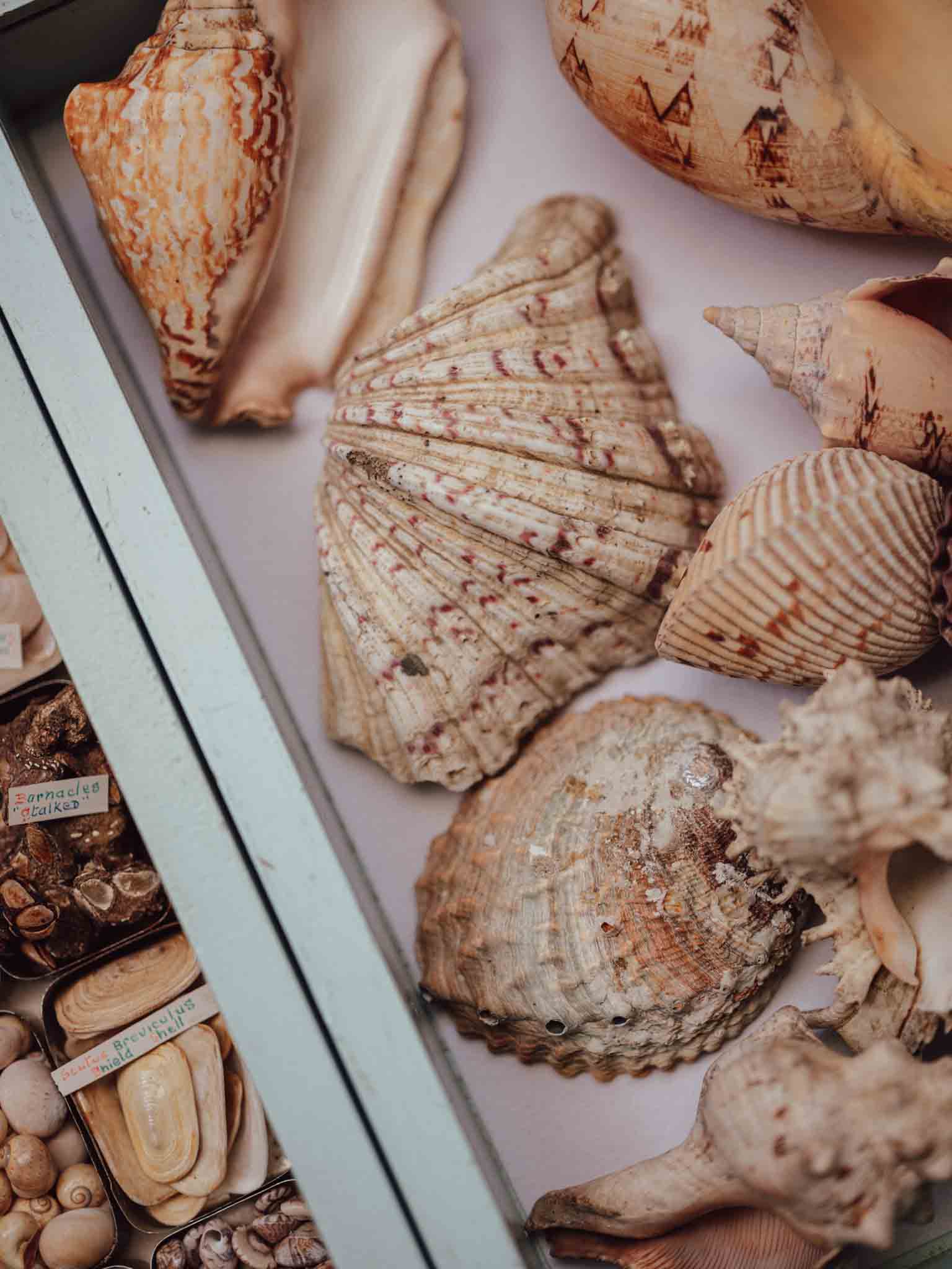 Large Tropical Shells - Sold Individually