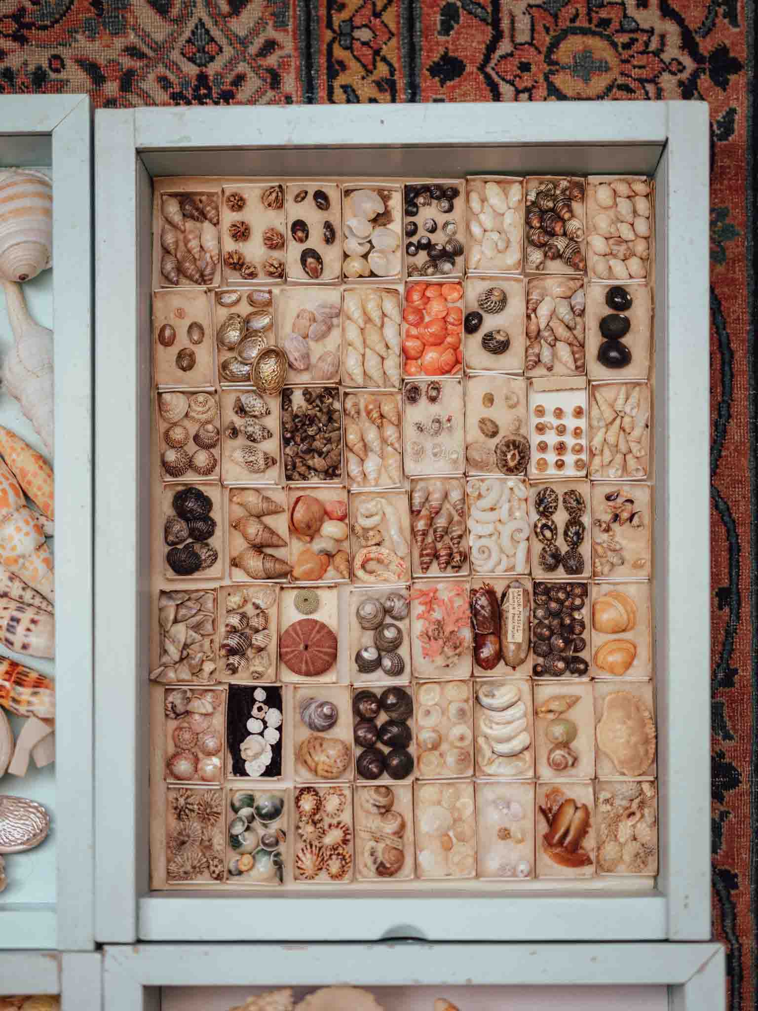 Vintage Shell Collection in Original Matchboxes with Labels