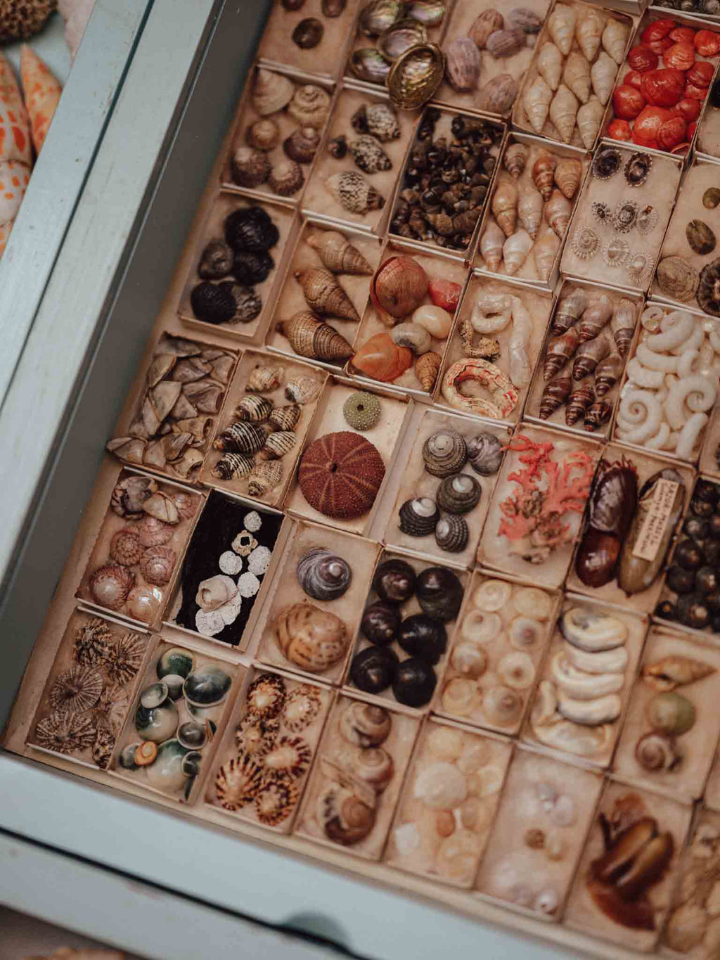 Vintage Shell Collection in Original Matchboxes with Labels