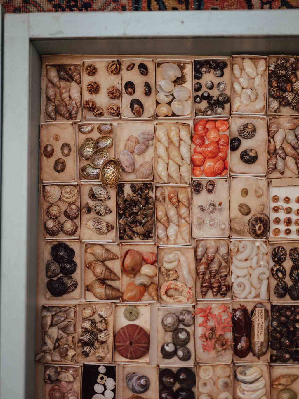 Vintage Shell Collection in Original Matchboxes with Labels