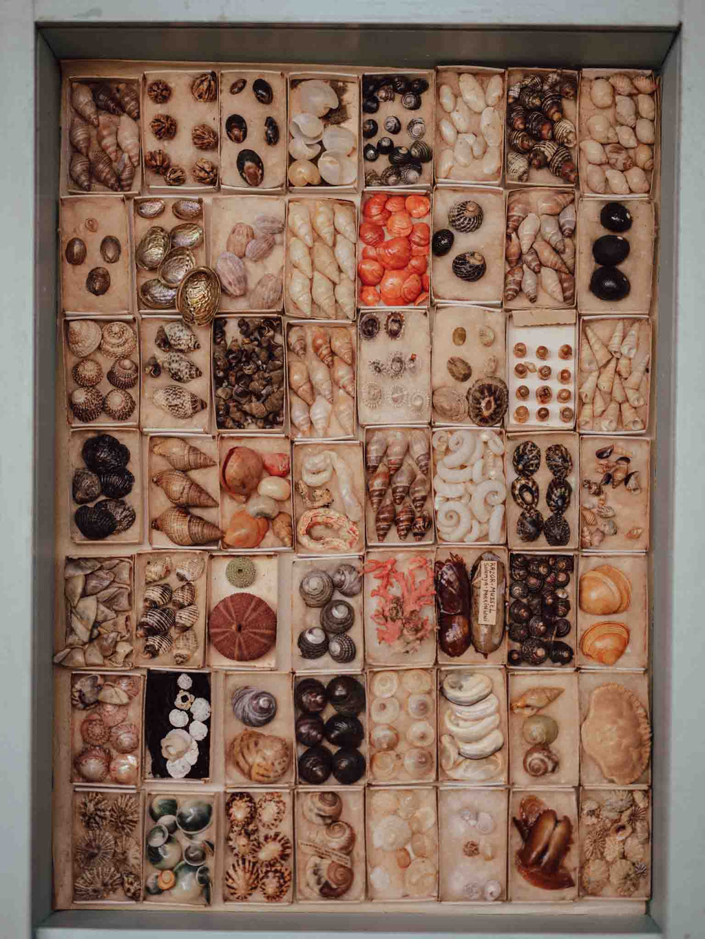 Vintage Shell Collection in Original Matchboxes with Labels
