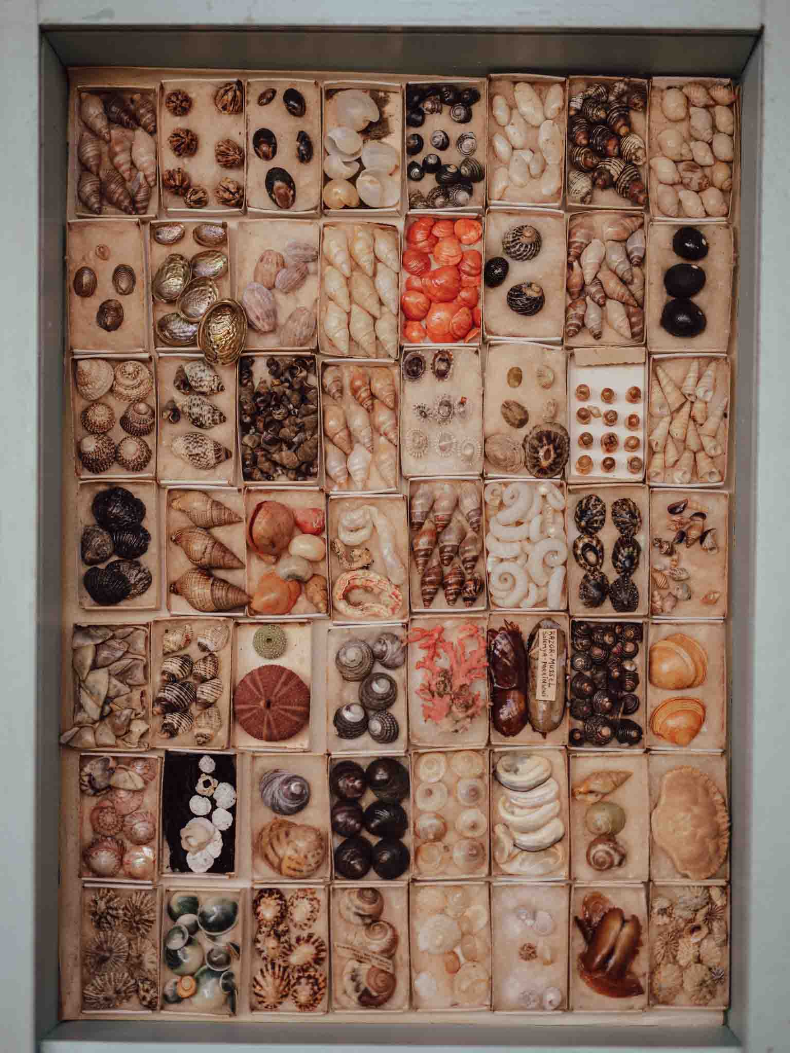 Vintage Shell Collection in Original Matchboxes with Labels