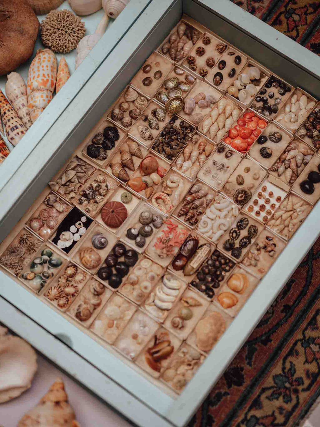 Vintage Shell Collection in Original Matchboxes with Labels